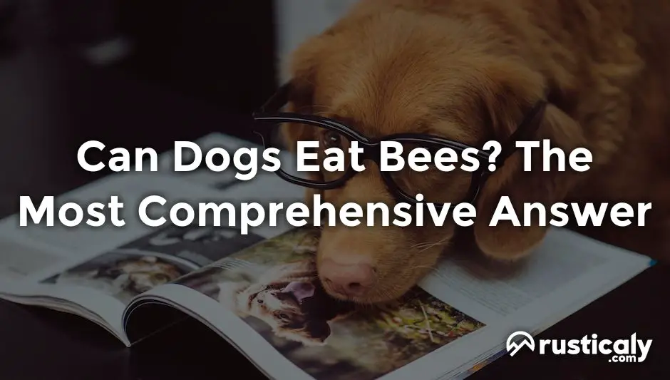 can dogs eat bees