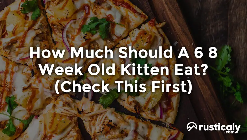 how much should a 6 8 week old kitten eat