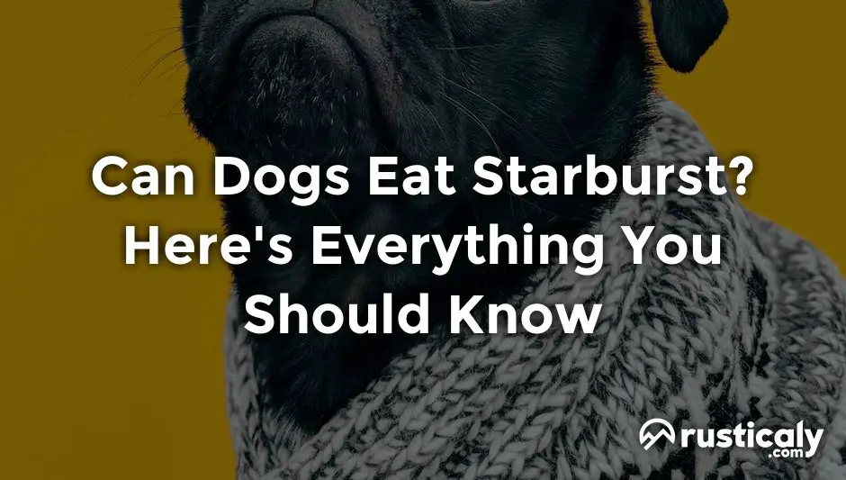 can dogs eat starburst