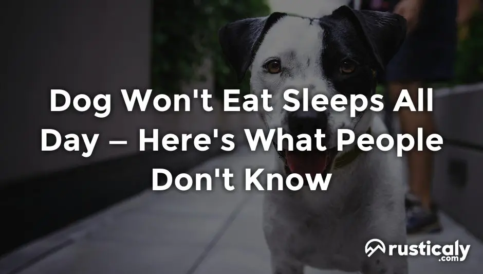 dog won't eat sleeps all day