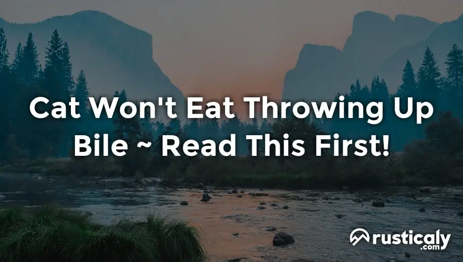 Cat Won't Eat Throwing Up Bile • Explanation Revealed!