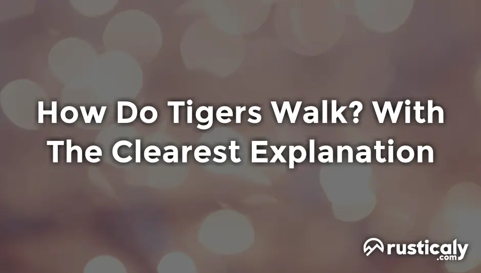 how do tigers walk