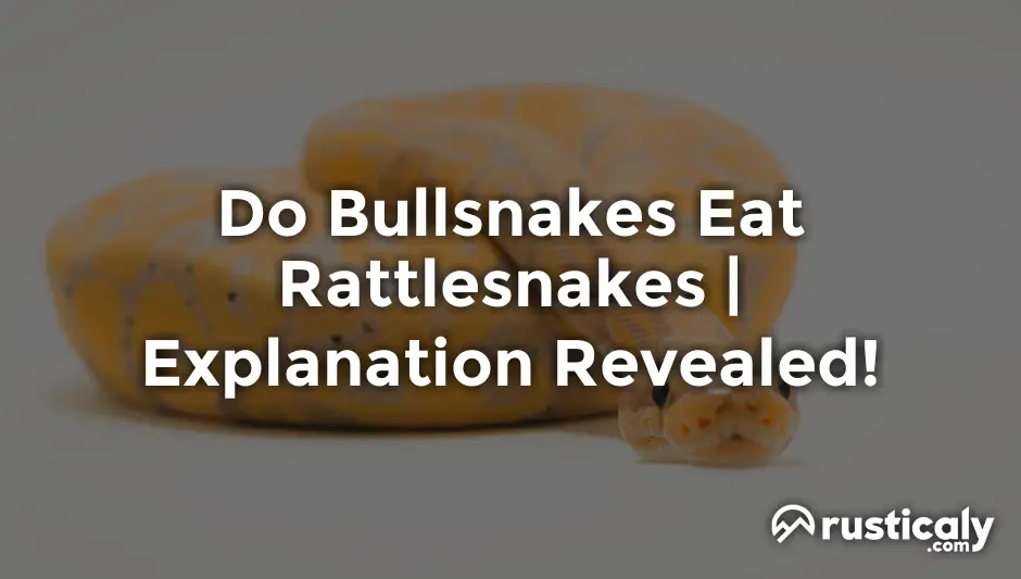 do bullsnakes eat rattlesnakes