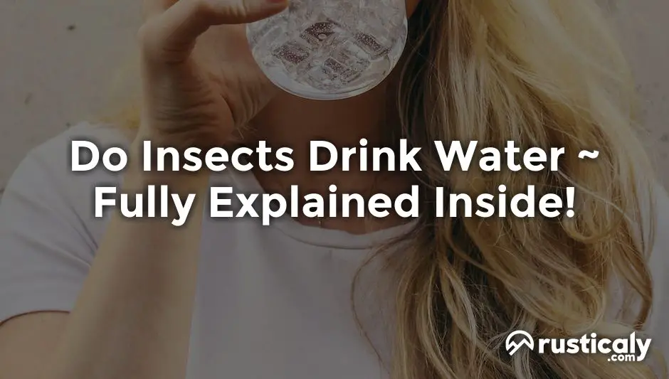 do insects drink water