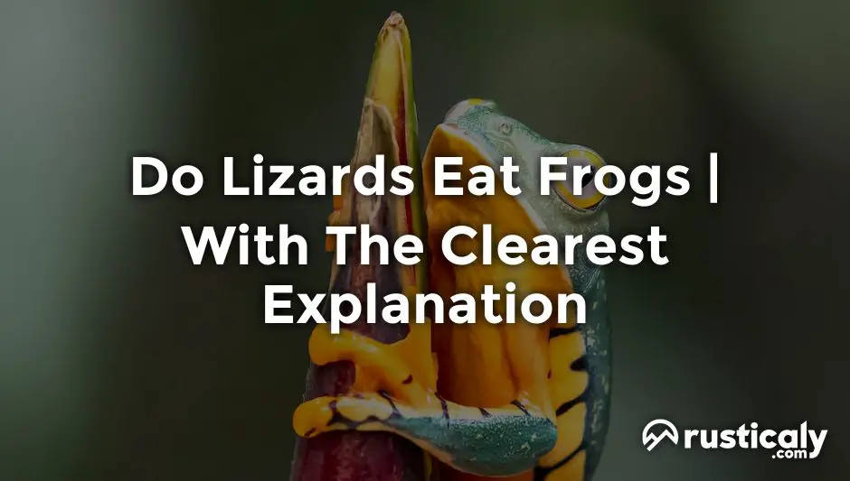 do lizards eat frogs