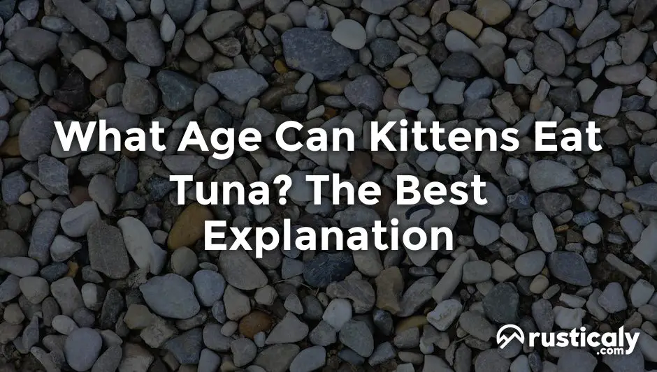 what age can kittens eat tuna
