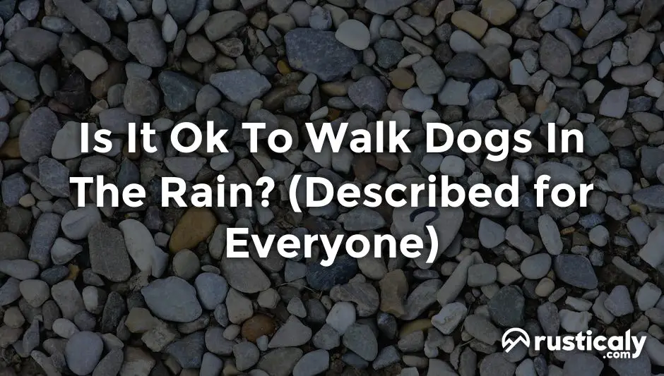 is it ok to walk dogs in the rain