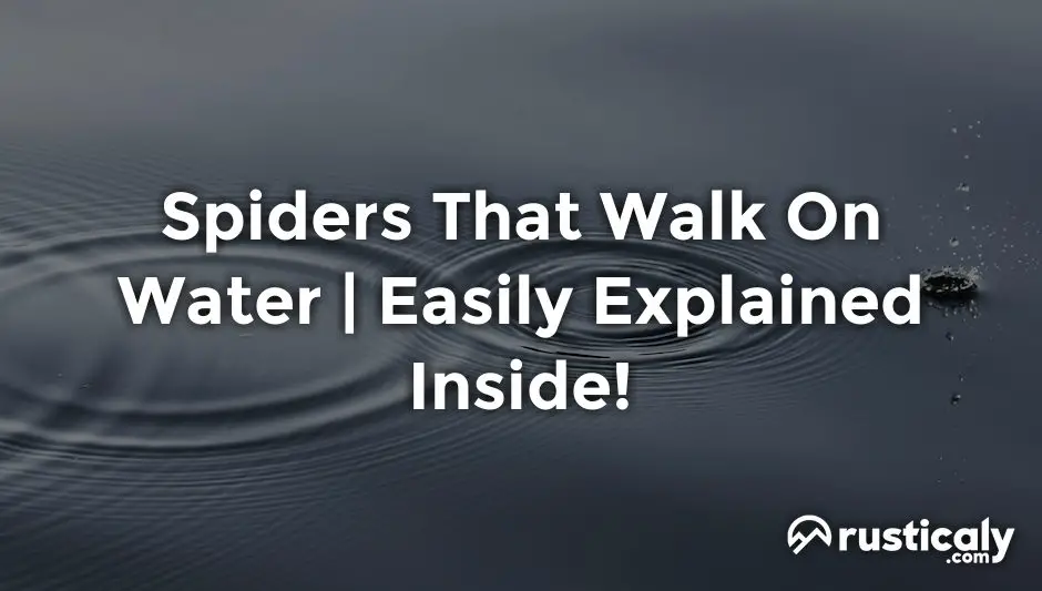 spiders that walk on water