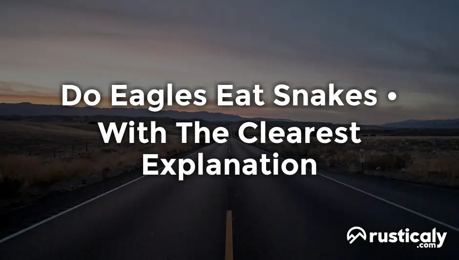 do eagles eat snakes