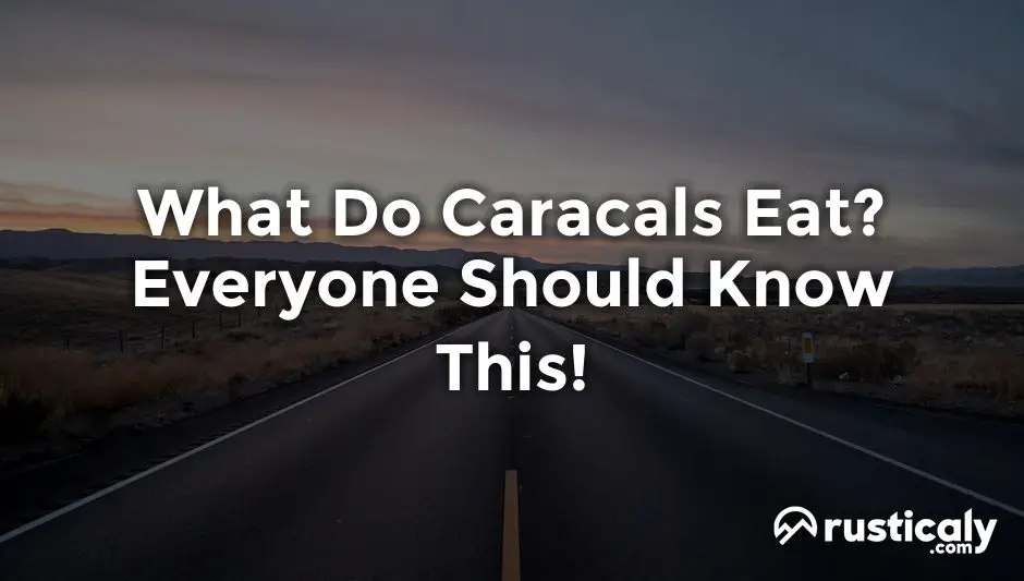 what do caracals eat