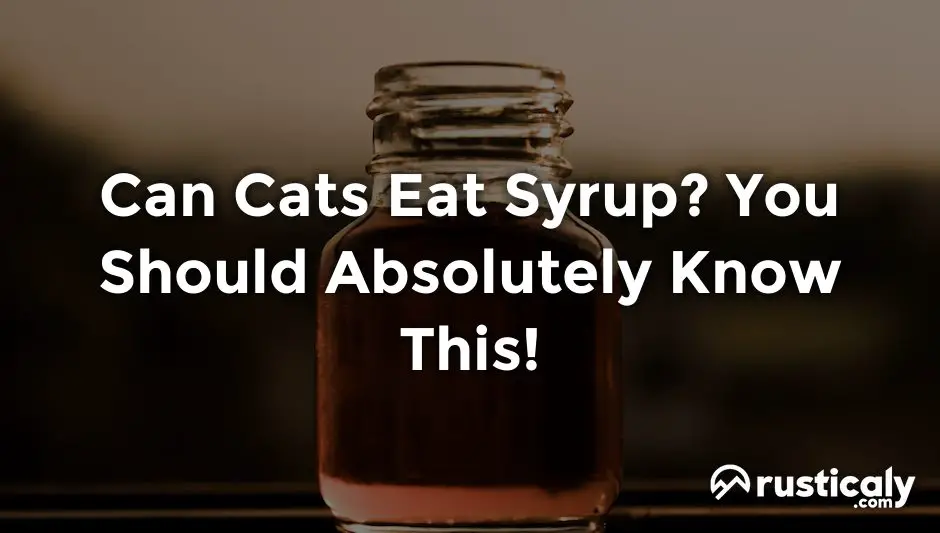 can cats eat syrup