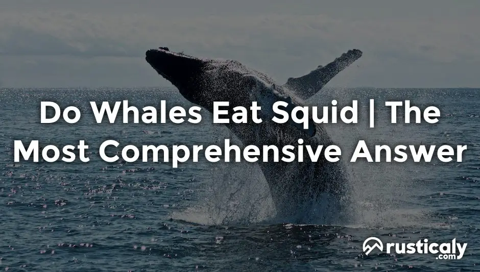 do whales eat squid