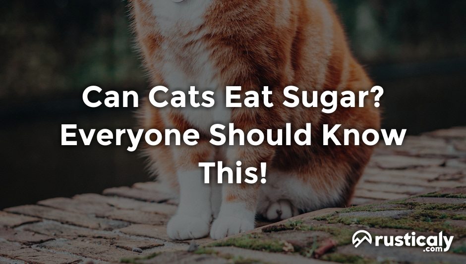 can cats eat sugar