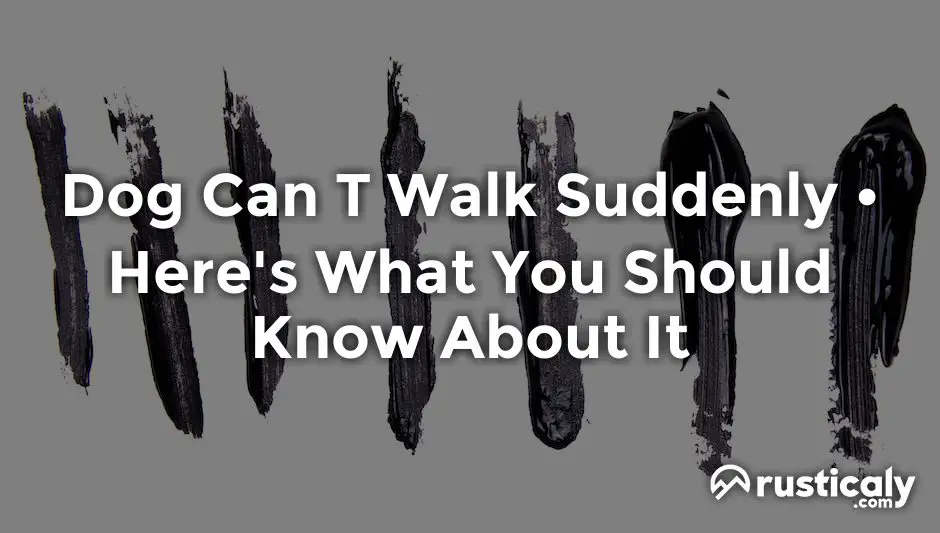 dog can t walk suddenly