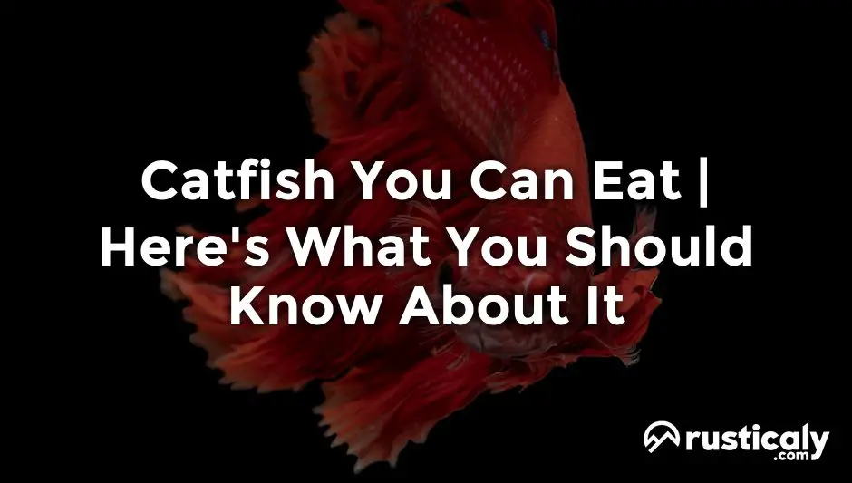 catfish you can eat