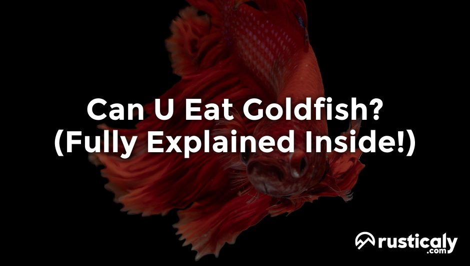 can u eat goldfish