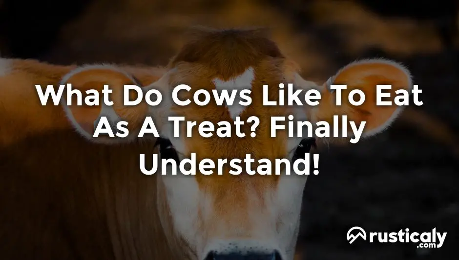 what do cows like to eat as a treat