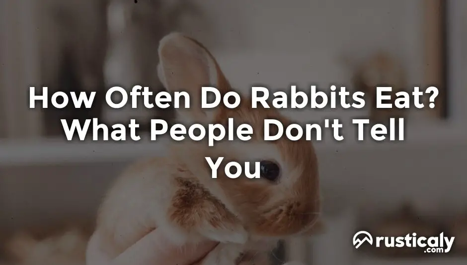 how often do rabbits eat