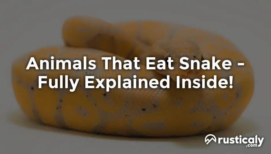 animals that eat snake