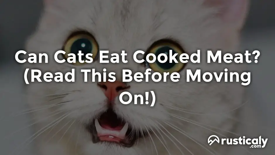 can cats eat cooked meat