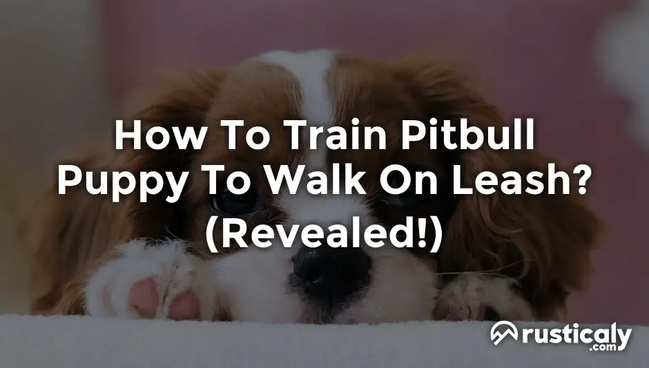 how to train pitbull puppy to walk on leash