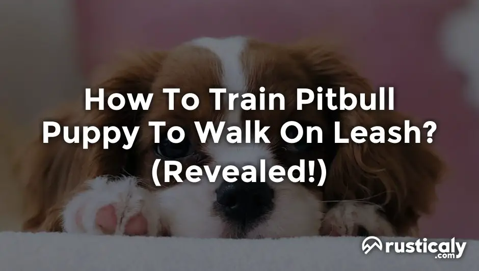 How To Train Pitbull Puppy To Walk On Leash? (1minute Read)