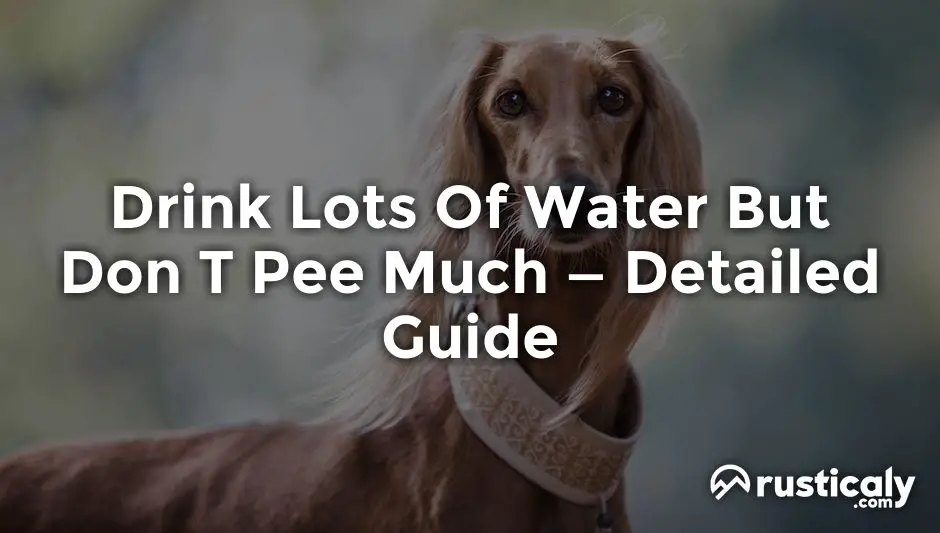 drink lots of water but don t pee much