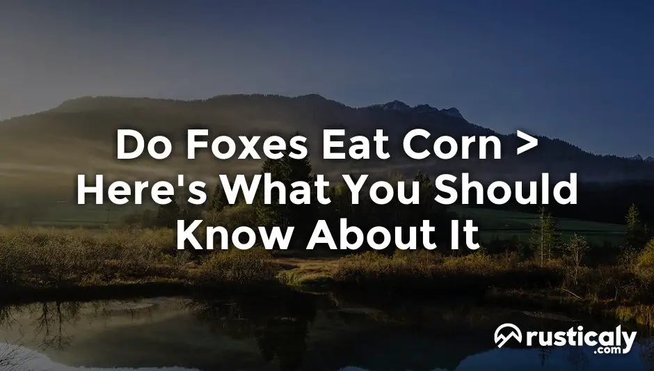 do foxes eat corn