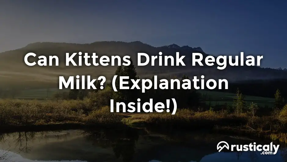 can kittens drink regular milk