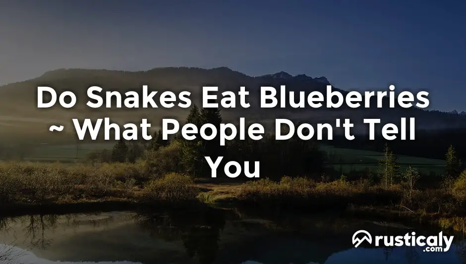 do snakes eat blueberries