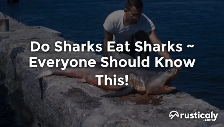 Do Sharks Eat Sharks - Here's Everything You Should Know