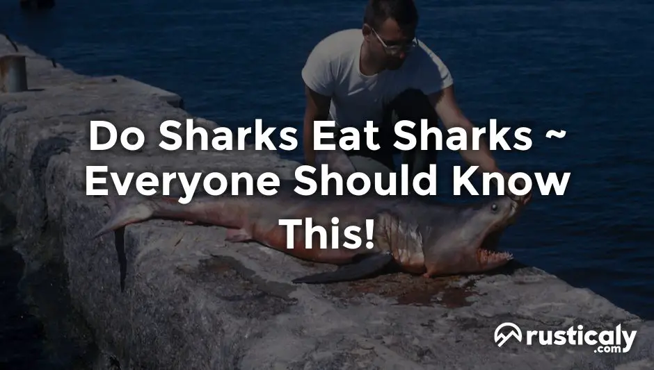 do sharks eat sharks
