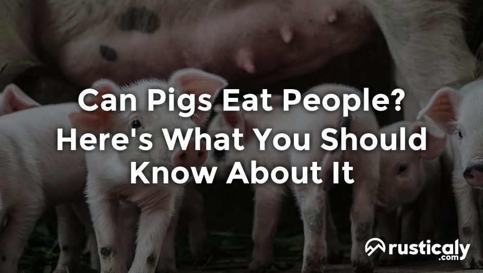 can pigs eat people