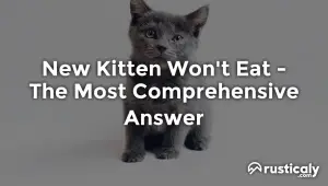 new kitten won't eat