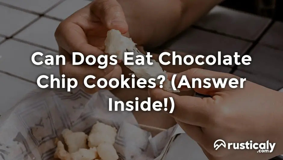 can dogs eat chocolate chip cookies