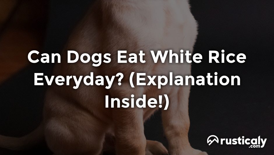 can dogs eat white rice everyday