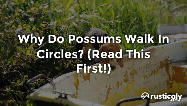 Why Do Possums Walk In Circles? The Best Explanation
