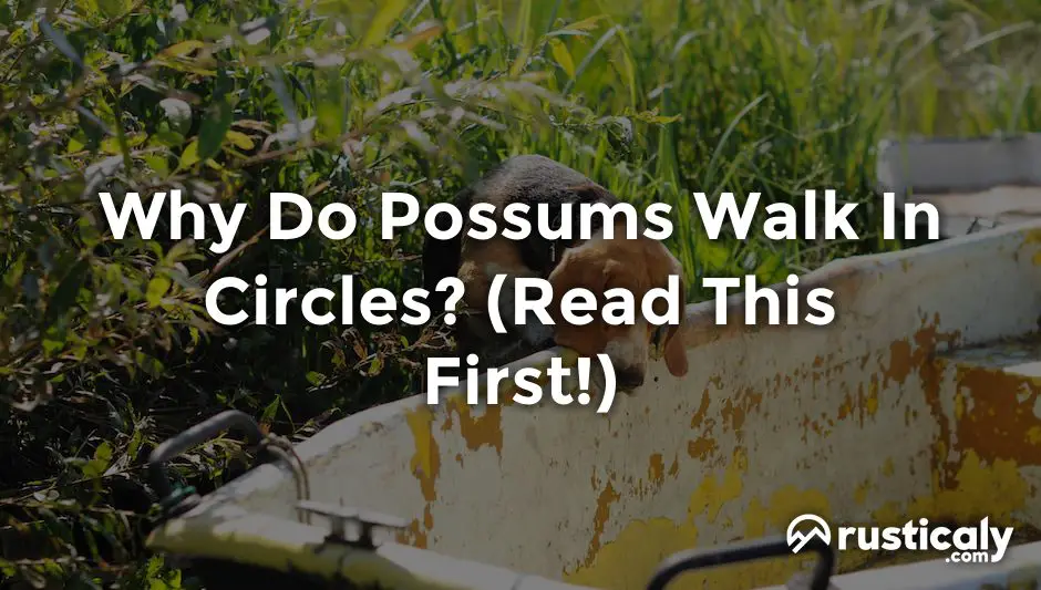 why do possums walk in circles