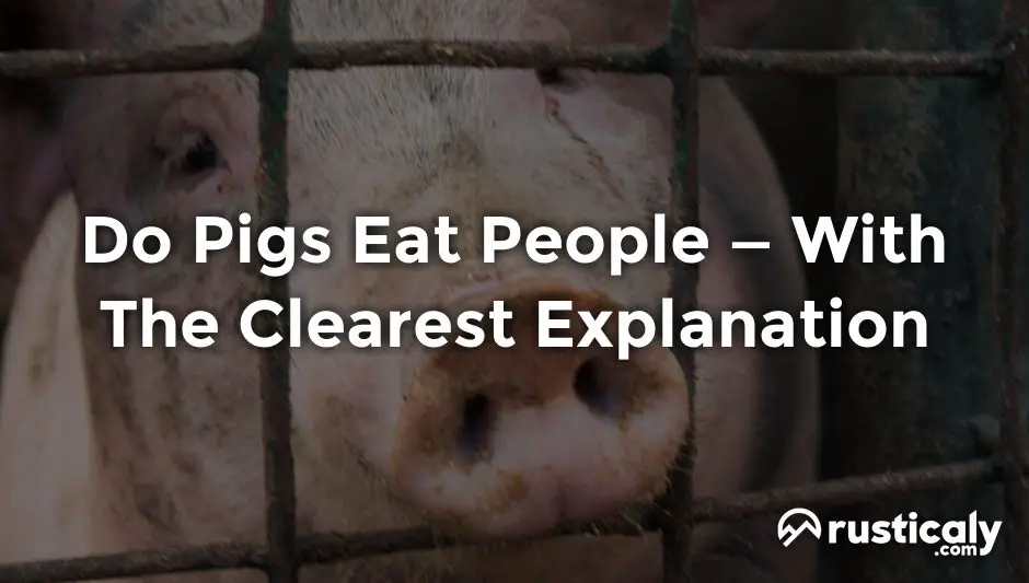do pigs eat people