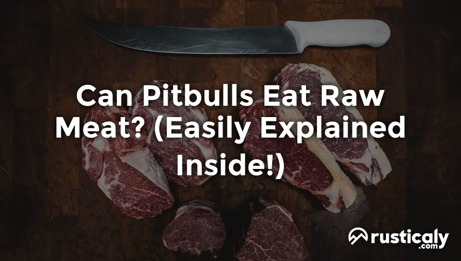 can pitbulls eat raw meat