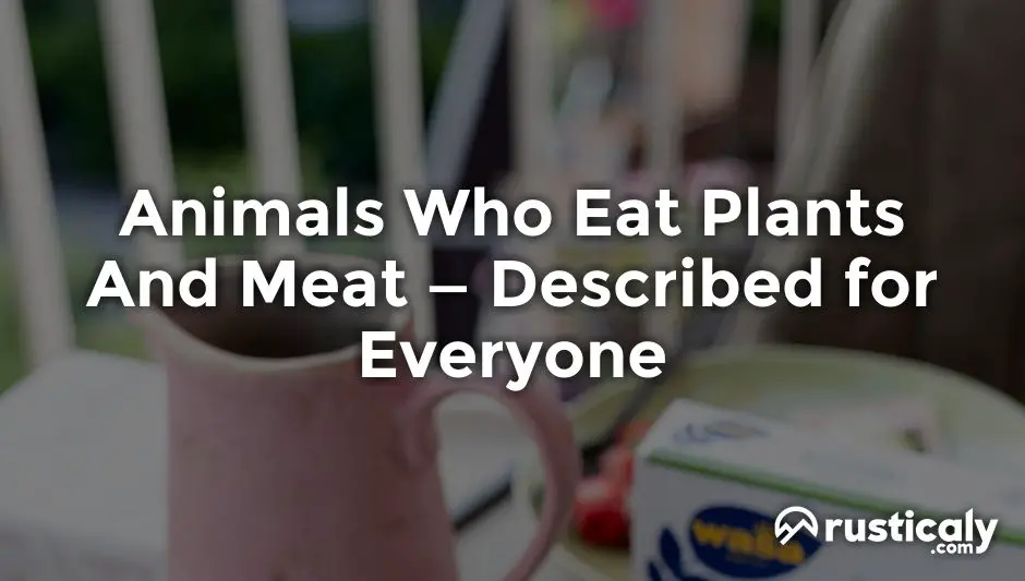 animals who eat plants and meat