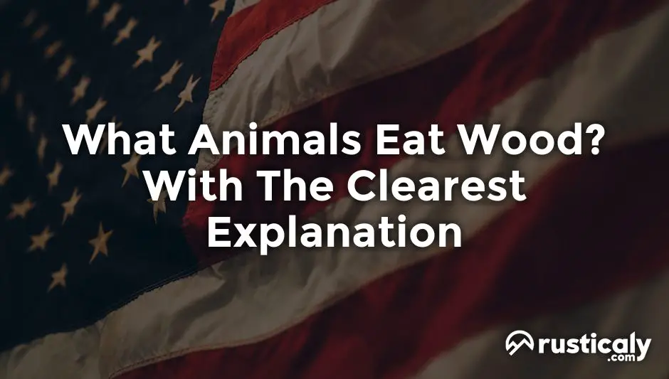 what animals eat wood