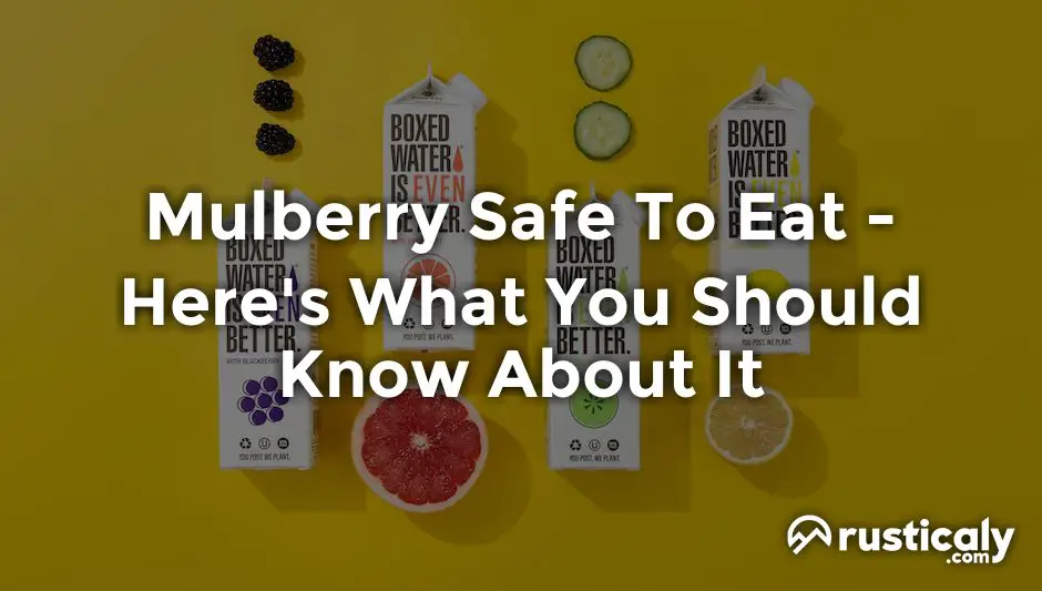 mulberry safe to eat