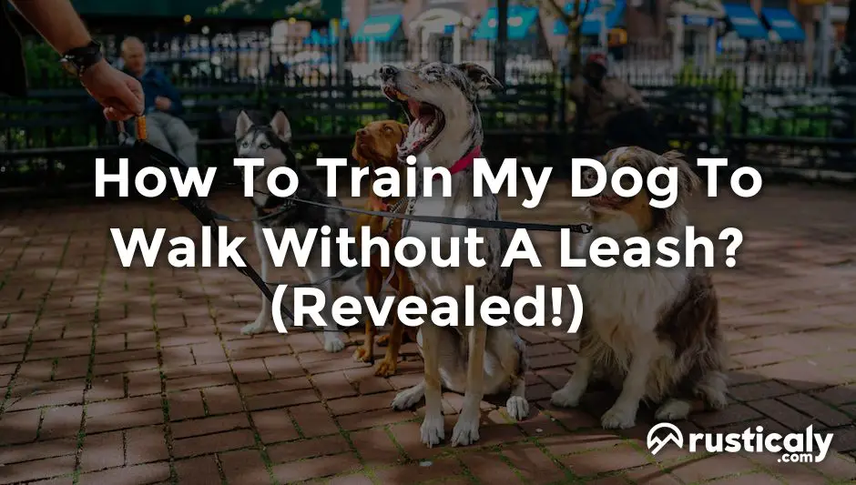 how to train my dog to walk without a leash