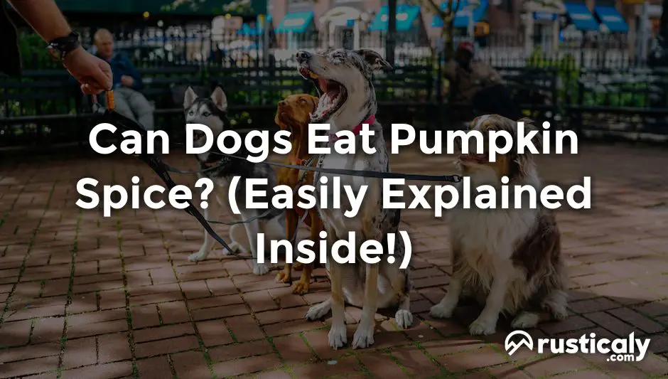 can dogs eat pumpkin spice