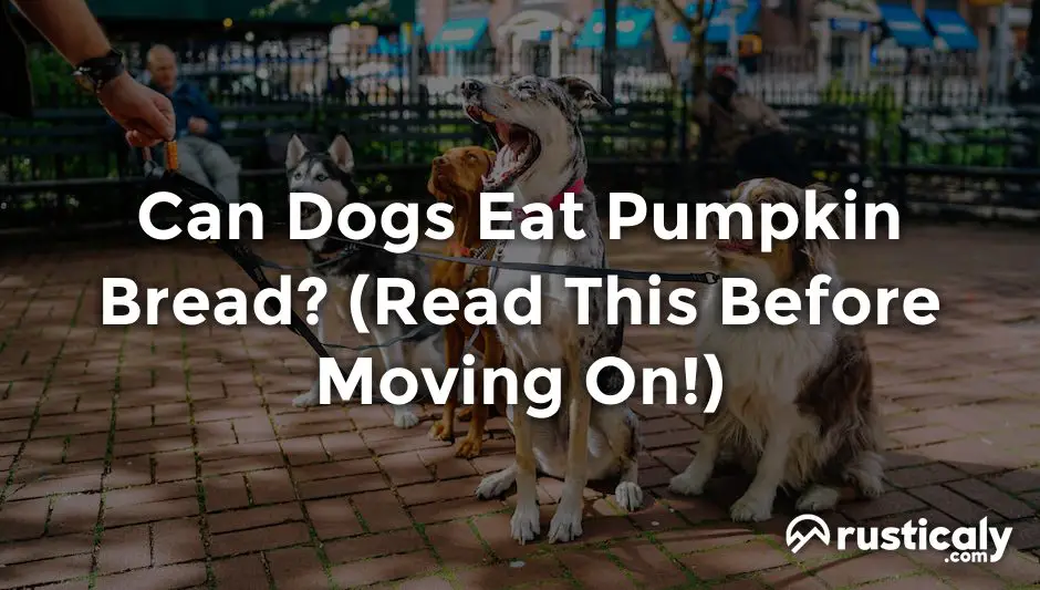 can dogs eat pumpkin bread