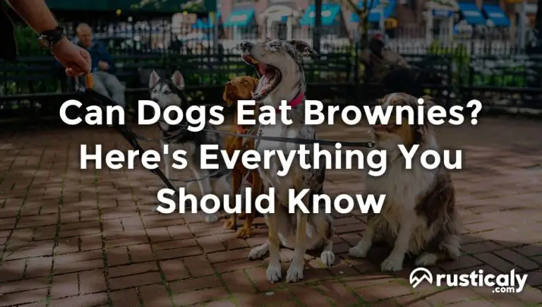 Photo inspiration: Visual Reference: Can Dogs Eat Brownies Here S Everything You Should Know