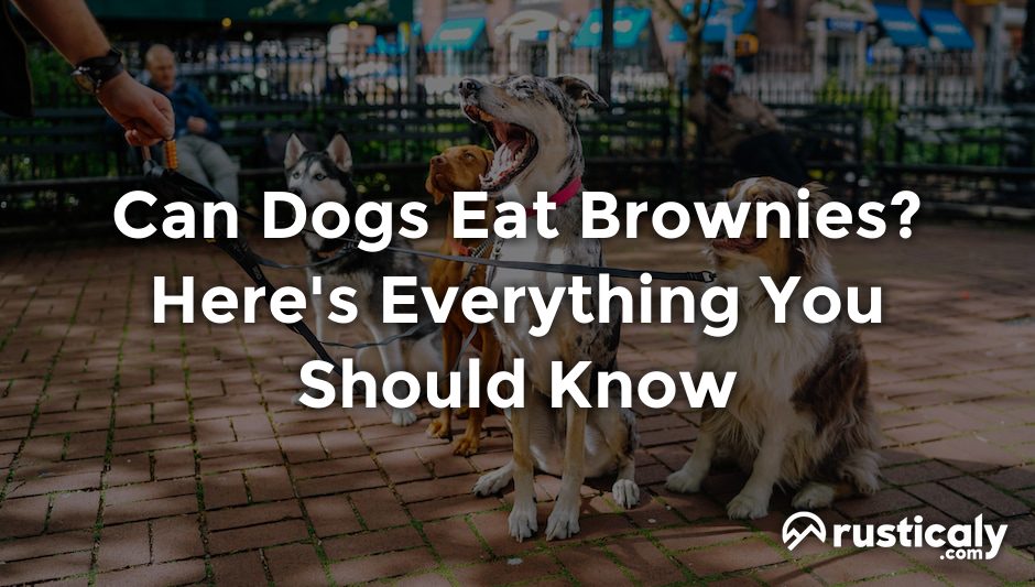 can dogs eat brownies