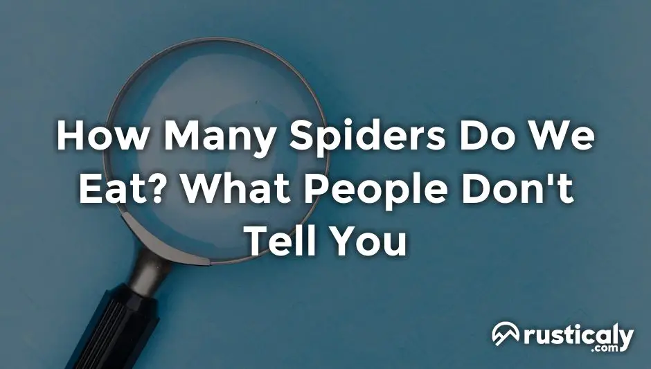how many spiders do we eat