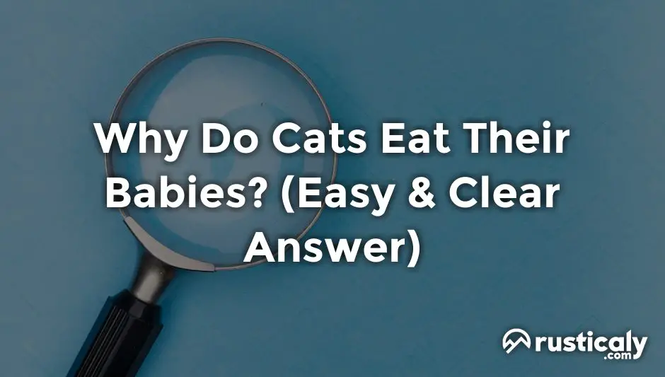 why do cats eat their babies